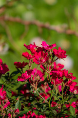 nice roses in the park