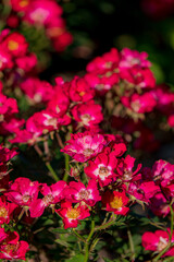 nice roses in the park