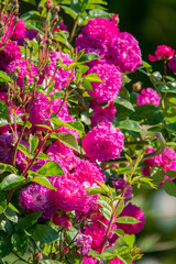 Obraz premium nice roses in the park