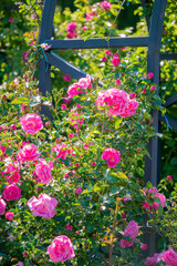 Fototapeta premium nice roses in the park