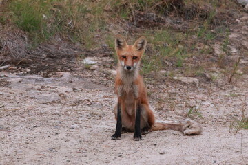 red fox in the wild