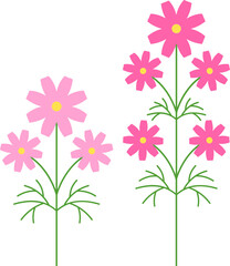 분홍색 코스모스