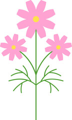 분홍색 코스모스