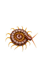 Obraz premium Adult brownish-red centipede with yellowish-orange legs and antennae, tightly coiled in defensive spiral, isolated on transparent studio background, detailed scientific study of defense