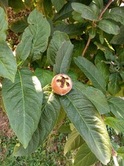 little girl picking up a tomato