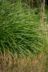 ornamental grass in the park
