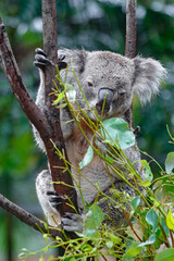 Adorable Wild Koala Eating Eucalyptus Leaves. Resting on Tree Branches in Natural Australian Habitat. Cute Wildlife Animal Close-Up in Daylight. Baby Koala, Family, sleeping. 4k Resolution portrait.