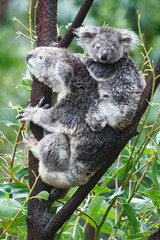 Obraz premium Adorable Wild Koala Eating Eucalyptus Leaves. Resting on Tree Branches in Natural Australian Habitat. Cute Wildlife Animal Close-Up in Daylight. Baby Koala, Family, sleeping. 4k Resolution portrait.