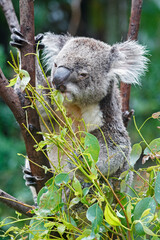 Adorable Wild Koala Eating Eucalyptus Leaves. Resting on Tree Branches in Natural Australian Habitat. Cute Wildlife Animal Close-Up in Daylight. Baby Koala, Family, sleeping. 4k Resolution portrait.
