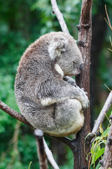 Adorable Wild Koala Eating Eucalyptus Leaves. Resting on Tree Branches in Natural Australian Habitat. Cute Wildlife Animal Close-Up in Daylight. Baby Koala, Family, sleeping. 4k Resolution portrait.