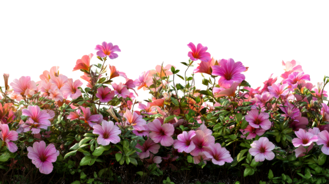 Abundant Cluster of Pink Trumpet Flowers with Lush Greenery