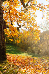 Picturesque natural landscape. Autumn park with bright trees in the rays of sunset. Bright orange leaves against the background of green hills. The concept of nature, park and seasonality.