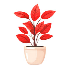 Red leaf plant in a white pot isolated on transparent background