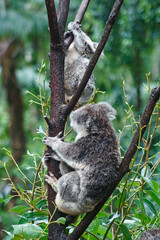 Adorable Wild Koala Eating Eucalyptus Leaves. Resting on Tree Branches in Natural Australian Habitat. Cute Wildlife Animal Close-Up in Daylight. Baby Koala, Family, sleeping. 4k Resolution portrait.