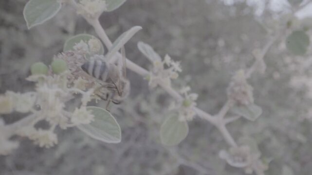 A bee on an acacia tree in Hail, Saudi Arabia.
