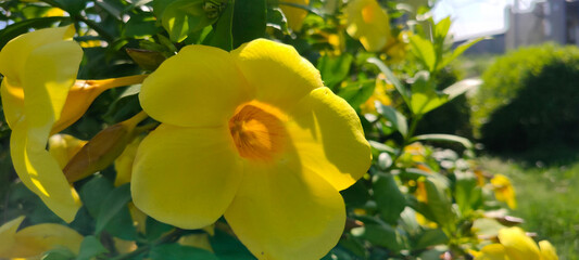 Close u shot of yellow hibiscus flower.