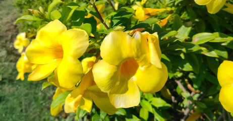 Close u shot of yellow hibiscus flower.