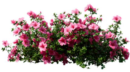 Abundant bush of pink azalea flowers with lush green leaves
