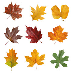 Obraz premium Autumn leaves in various colors and shapes create vibrant display of nature beauty