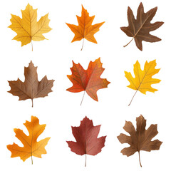 Fototapeta premium Assortment of autumn leaves in various colors and shapes, showcasing nature beauty