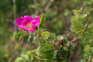Alberta Wild Rose