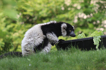 Black and White Lemur