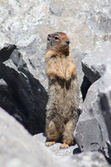 Ground Squirrel