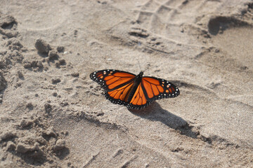 Monarch Butterfly