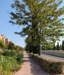 Viejo carril bici en parque público, rodeado de vegetación 