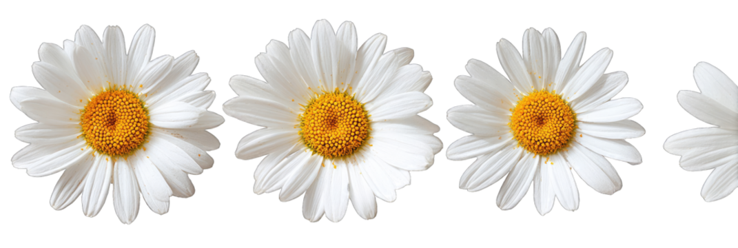 Four white daisies with yellow centers, arranged in a horizontal row against a black background
