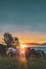 horses at sunset