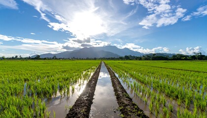 Fototapeta premium Lush rice paddies stretch out to a mountain range under a vibrant sky.