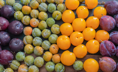 Ripe plums of various colours including purple, green and yellow are laid out on a wooden surface, creating a visually appealing arrangement that showcases the diversity of varieties,