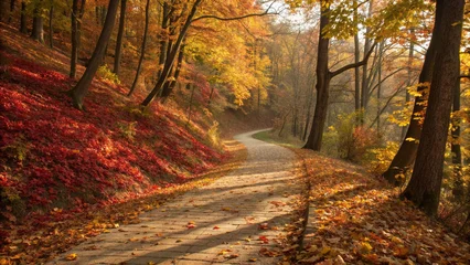 Fototapete Fotos Autumn forest path scenic landscape fall foliage trees nature trail outdoor walk beautiful season scenery  © Anam