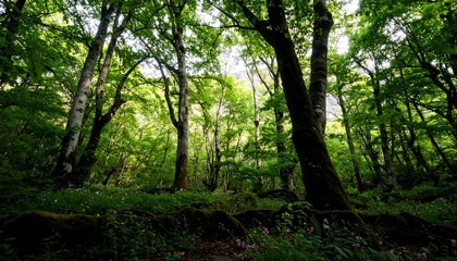 Sunlight filters through lush forest canopy