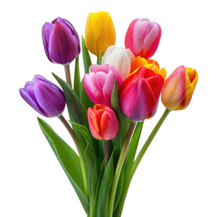 Fototapeta premium Colorful tulip bouquet, spring flowers, studio shot, greeting card