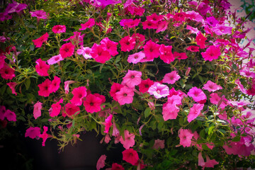 Close-up of a vibrant cluster of trailing petunias in a large basket. Beautiful summer background and landscape design in shades of pink.