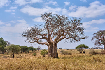 Majestic Baobab Tree in Tarangire National Park, Tanzania