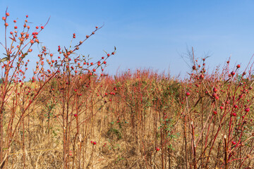 Large grass With red spherical flowers © Patcharaphon