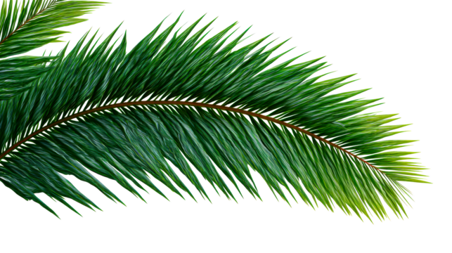 Close up of a lush green palm frond with sharp pointed leaves