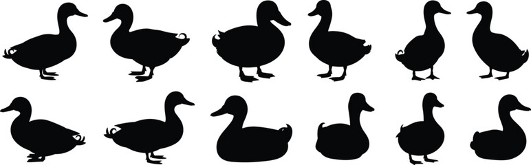 Duck silhouettes in multiple poses, black vector icons, standing, walking, sitting ducks, various shapes and sizes, isolated bird design elements