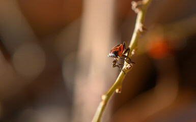 Macro of Soldier Beetle Standing on Leaf
