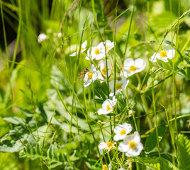 strawberry flowers in the forest