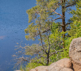 Obraz premium tree on the rock