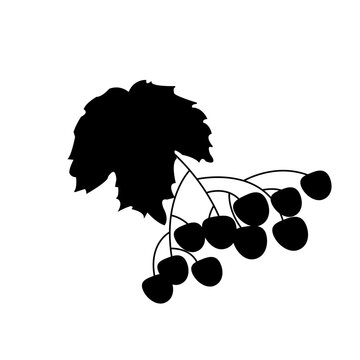 guelder rose1