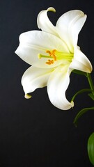 Obraz premium Close-up of a white lily against a dark background.