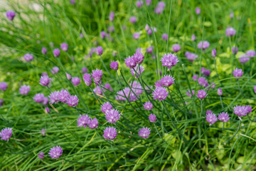 pink flowers on green grass