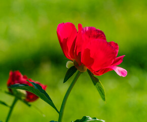 red peony