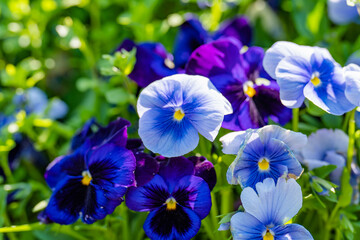 blue and white flowers