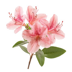 Pink Azalea Blooms Delicate Flower Cluster isolated on transparent background cutout